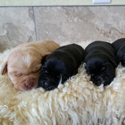Black & Yellow Puppies