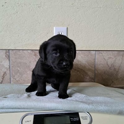 Tikka x Tucker Pups